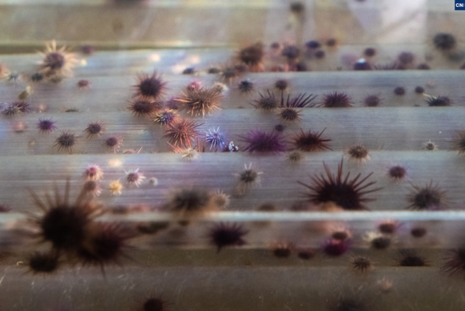 Pourquoi la pêche aux oursins ne commence pas le 15 décembre comme d'habitude ? Pourquoi la pêche aux oursins ne commence pas le 15 décembre comme d'habitude ?