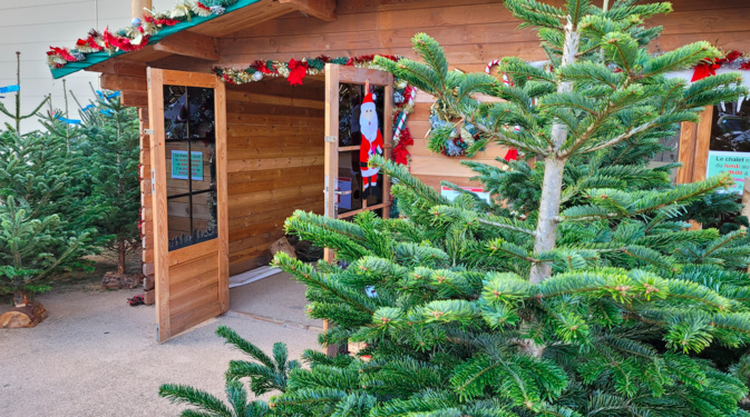 A Ajaccio, la vente de sapins de Noël ne connait pas la crise A Ajaccio, la vente de sapins de Noël ne connait pas la crise