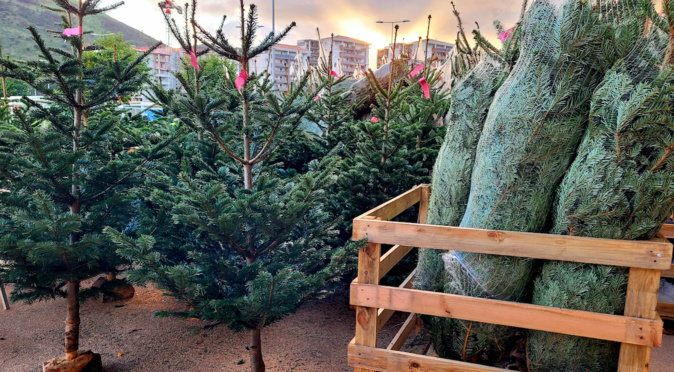 A Ajaccio, la vente de sapins de Noël ne connait pas la crise 
