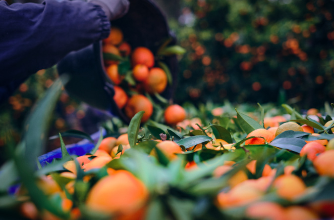 L'autonomie alimentaire ? "Sur la clémentine, on est largement excédentaire en Corse" L'autonomie alimentaire ? "Sur la clémentine, on est largement excédentaire en Corse"
