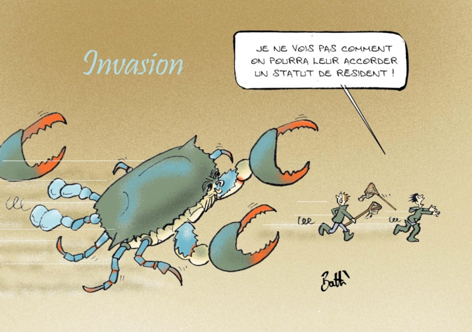 Le dessin de Battì : quel statut pour le crabe bleu ?