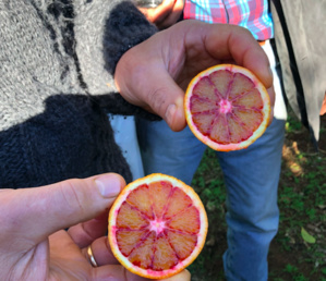 Le verger de l'INRAE de San Giuliano : Plus de 1 000 variétés d'agrumes présentées au public Le verger de l'INRAE de San Giuliano : Plus de 1 000 variétés d'agrumes présentées au public