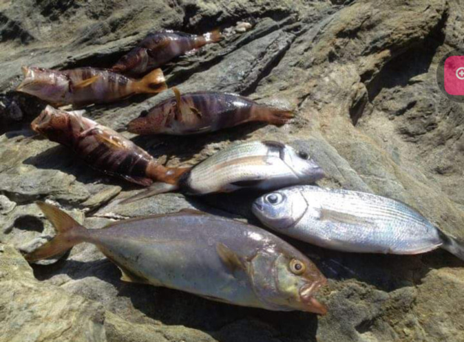 Pêche en mer : En Corse, la meilleure période, c’est maintenant ! Pêche en mer : En Corse, la meilleure période, c’est maintenant !
