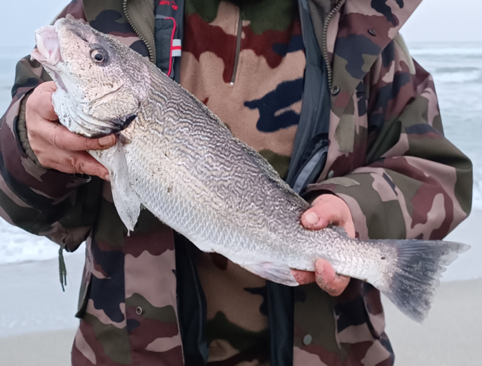 Pêche en mer : En Corse, la meilleure période, c’est maintenant ! Pêche en mer : En Corse, la meilleure période, c’est maintenant !