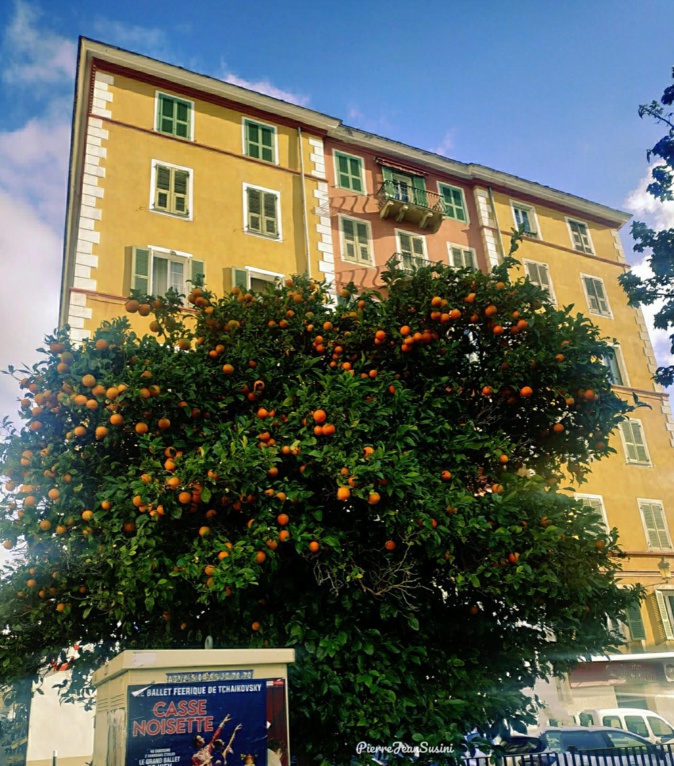 La photo du jour : Bastia ind'una sporta di frutta
