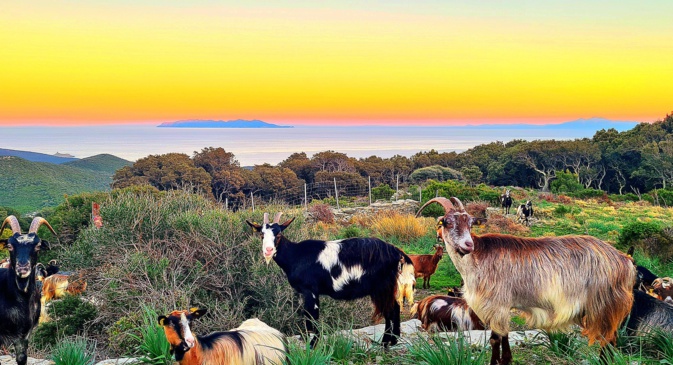 La. photo du jour : E capre di Ruglianu