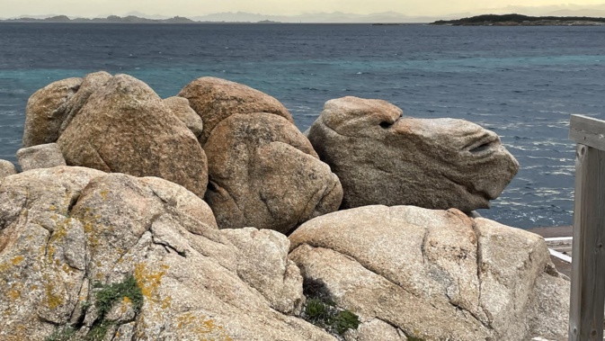 La photo du jour : Le chameau des Bouches-de-Bonifacio
