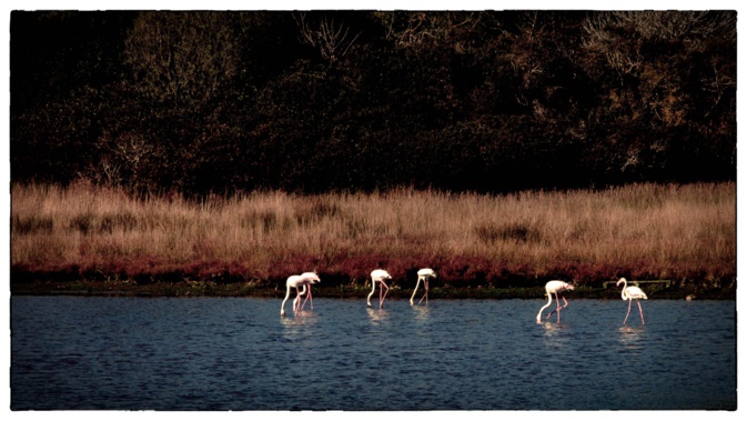 La photo du jour : les flamants roses de Portivechju