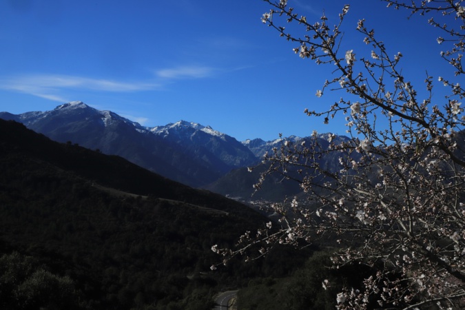 Les amandiers et le massif du Ritondu (Mario Grazi)