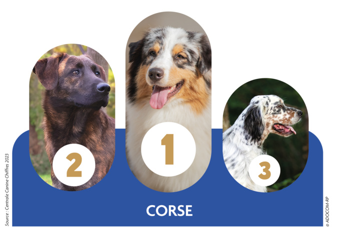 Quel est le chien préféré des Corses ? Quel est le chien préféré des Corses ?