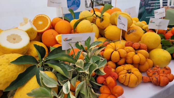 Les “Agrumes sont en fête” ce week-end à Bastelicaccia Les “Agrumes sont en fête” ce week-end à Bastelicaccia