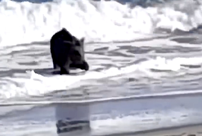 VIDEO - Le bain du sanglier à la Marana VIDEO - Le bain du sanglier à la Marana