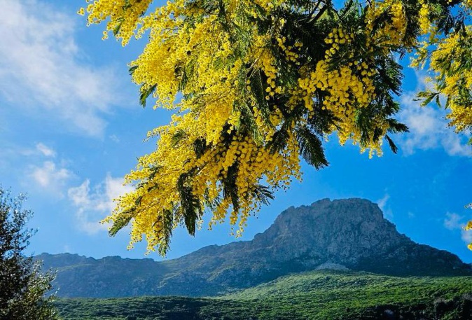 Mimosa sous le Monte Arpone di Brando (Photo Marité Valéry)