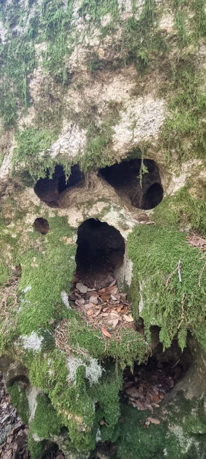 La photo du jour : King Kong made in A Sarra di Scupame