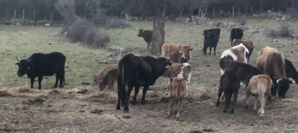 L'autre diner parisien qui met la Corse en vedette lundi 26 février 