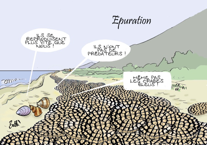 Le dessin de Battì : Épuration !