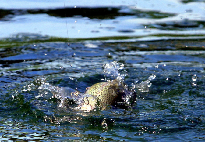 Pêche à la truite : Comment se présente la nouvelle saison qui démarre samedi ?