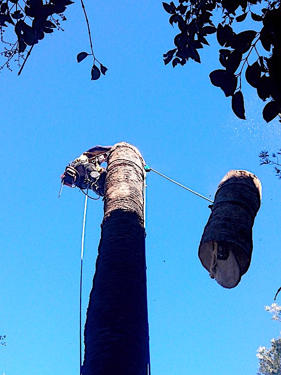 Les palmiers ne sont que de longues tiges sombres qui se lèvent vers le ciel, effeuillées et étêtées