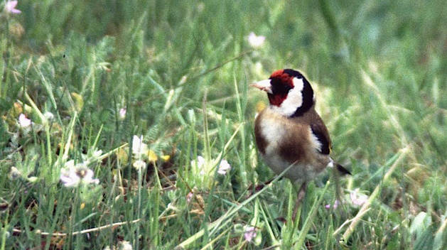 Démantèlement d’un trafic de chardonnerets à Ajaccio Démantèlement d’un trafic de chardonnerets à Ajaccio