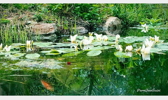La photo du jour : Les nymphéas de Bastia