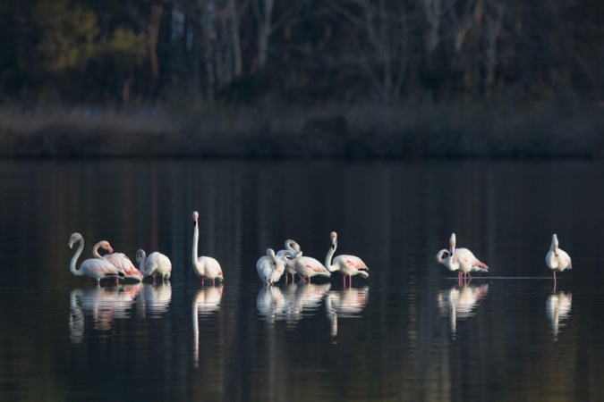 La photo du jour : les flamants roses de Chjurlinu La photo du jour : les flamants roses de Chjurlinu