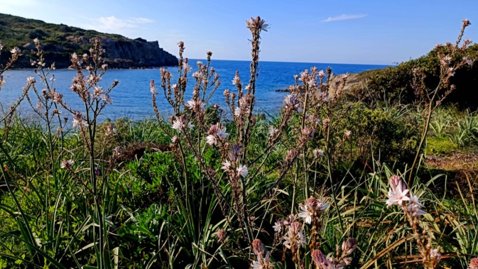 U taravellu, fleur de Pâques par excellence ! U taravellu, fleur de Pâques par excellence !