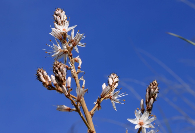 U taravellu, fleur de Pâques par excellence ! U taravellu, fleur de Pâques par excellence !