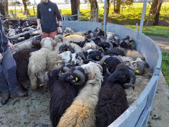 La Corsia poursuit son travail d’amélioration génétique de la brebis corse La Corsia poursuit son travail d’amélioration génétique de la brebis corse