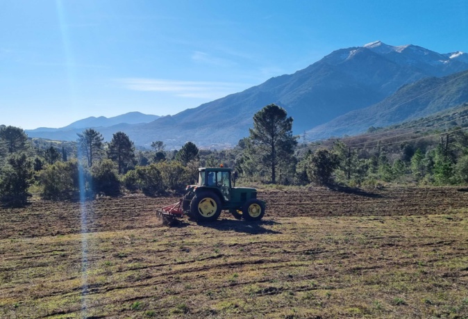 À Corte, la renaissance du blé corse avec l'association U Granu Anticu