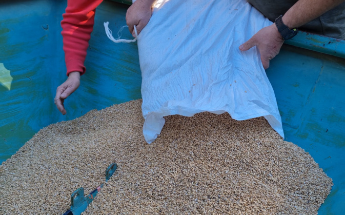 À Corte, la renaissance du blé corse avec l'association U Granu Anticu À Corte, la renaissance du blé corse avec l'association U Granu Anticu