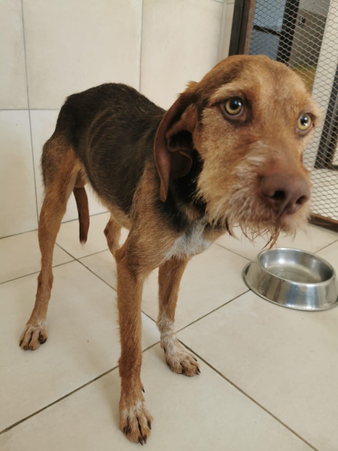 De nombreux cadavres de chiens retrouvés dans une propriété privée en Balagne De nombreux cadavres de chiens retrouvés dans une propriété privée en Balagne