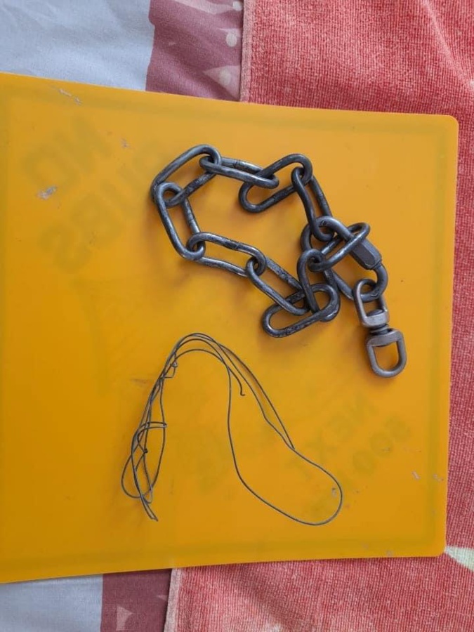 De nombreux cadavres de chiens retrouvés dans une propriété privée en Balagne De nombreux cadavres de chiens retrouvés dans une propriété privée en Balagne