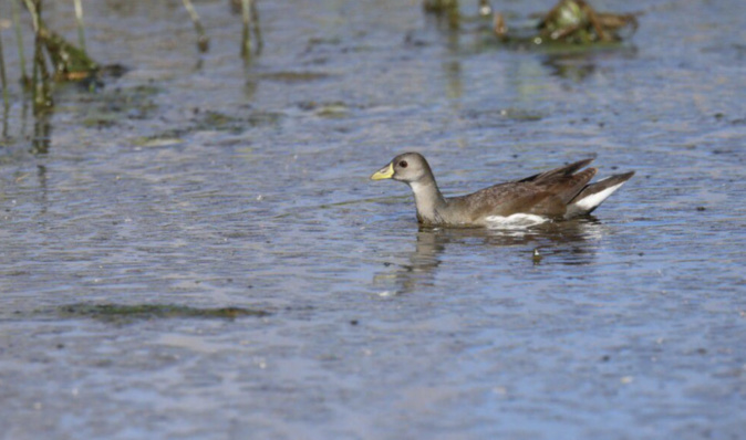 Photographie : Jacques Artieda / Corse-Ornitho