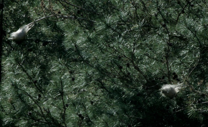 Environnement : Les dangers de la chenille processionnaire du pin Environnement : Les dangers de la chenille processionnaire du pin