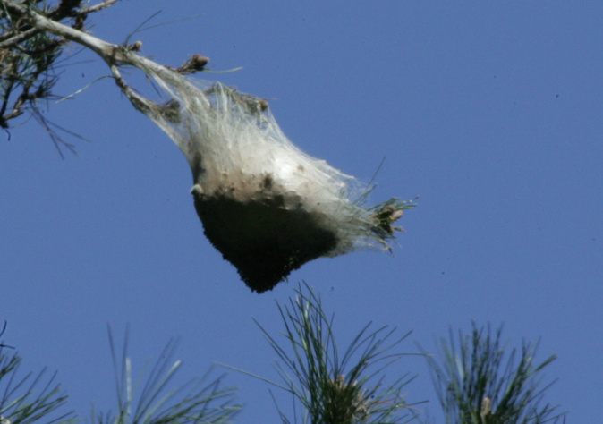 Environnement : Les dangers de la chenille processionnaire du pin Environnement : Les dangers de la chenille processionnaire du pin