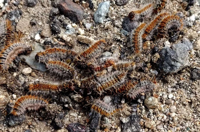 Environnement : Les dangers de la chenille processionnaire du pin Environnement : Les dangers de la chenille processionnaire du pin