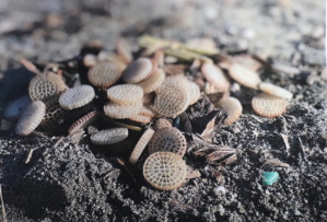 Pollution aux biomédias : Global Earth Keeper exige des réponses et des actions Pollution aux biomédias : Global Earth Keeper exige des réponses et des actions