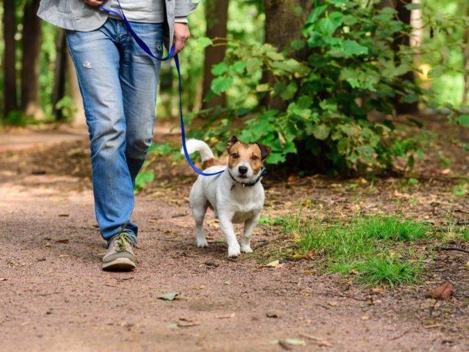 Pourquoi il sera obligatoire de tenir votre chien en laisse en forêt dès le 15 avril ?
