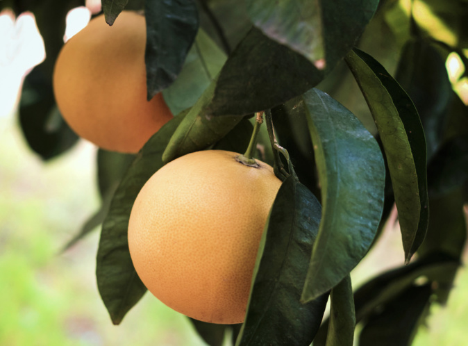 Le Pomelo de Corse : un agrume qui a toute sa place sur nos tables 