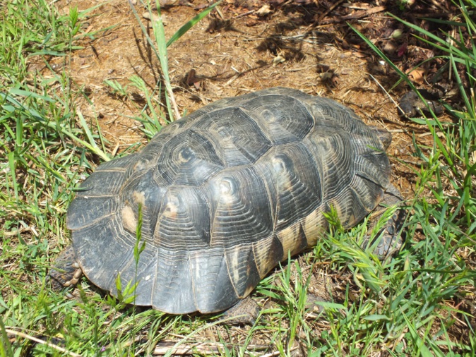 En Corse, la tortue d’Hermann menacée par d'autres espèces importées dans l’illégalité