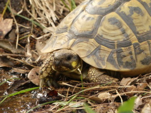 La tortue d'Hermann est la seule espèce de tortue terrestre autochone (Crédit photo : A Cupulatta)