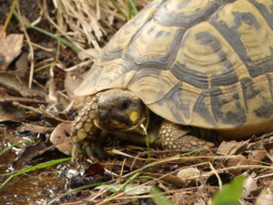 La tortue d'Hermann est la seule espèce de tortue terrestre autochone (Crédit photo : A Cupulatta) La tortue d'Hermann est la seule espèce de tortue terrestre autochone (Crédit photo : A Cupulatta)