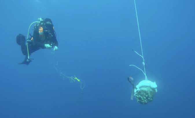 Un chalutier pêche un engin explosif au large de Porto-Vecchio Un chalutier pêche un engin explosif au large de Porto-Vecchio