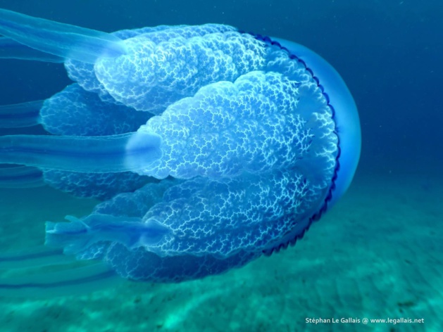 Méduse chou-fleur au large de Bastia Méduse chou-fleur au large de Bastia
