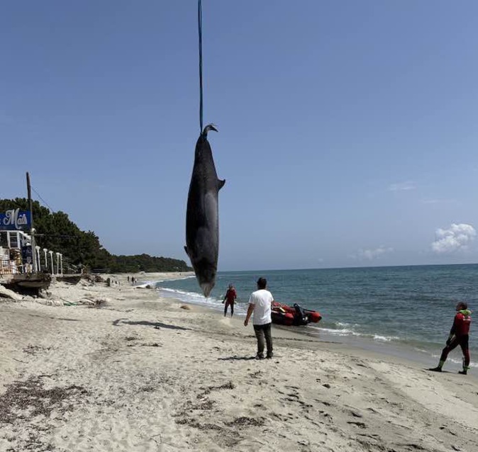 Corse : des baleines de Cuvier s'échouent en plaine orientale