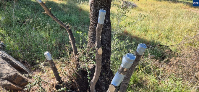 Transformer les agliastri en oliviers, une ancienne tradition qui se perpétue en Balagne Transformer les agliastri en oliviers, une ancienne tradition qui se perpétue en Balagne