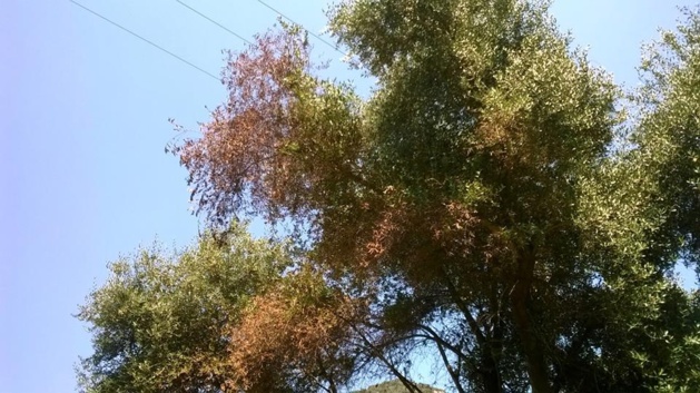 Xylella Fastidiosa : Les inquiétudes du domaine de Petricajola d'Oletta Xylella Fastidiosa : Les inquiétudes du domaine de Petricajola d'Oletta