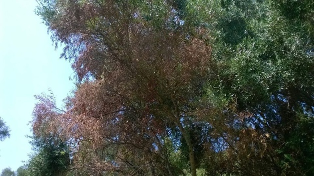 Xylella fastidiosa : La bactérie de Propriano totalement différente de la sous-espèce italienne Xylella fastidiosa : La bactérie de Propriano totalement différente de la sous-espèce italienne