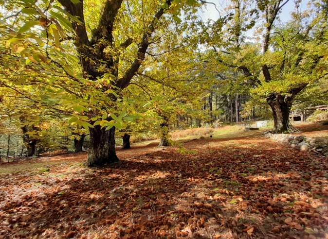 En Corse, l’INRAE mise sur l’innovation pour redynamiser la filière farine de châtaigne En Corse, l’INRAE mise sur l’innovation pour redynamiser la filière farine de châtaigne