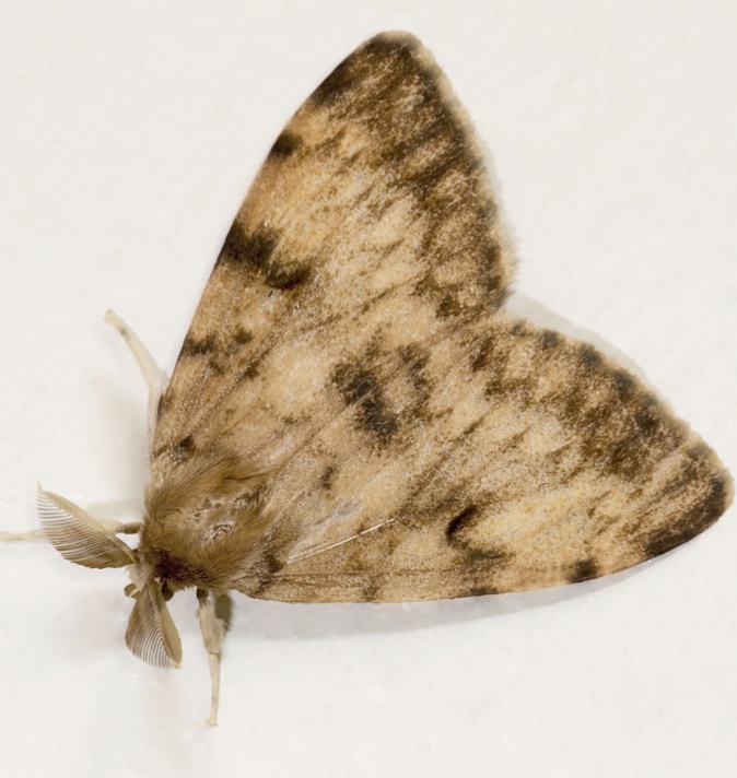 Bombyx disparates Bombyx disparates